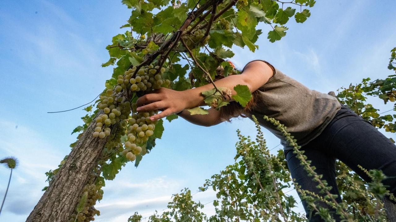 Chateau Mosmieri Hotel & Winery Телави Екстериор снимка